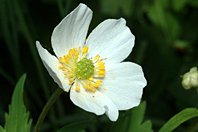 Ranunculus aconitifolius